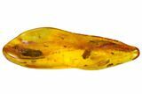 Two Fossil Aphids and a Gymnosperm Leaf in Baltic Amber #150728-2